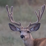Mule Deer-54