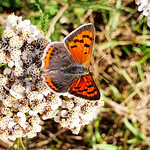 Der kleine Feuerfalter. The little firefly.