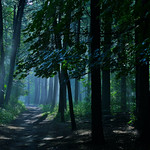 In the dark forest