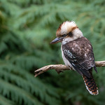 Laughing Kookaburra : Waiting