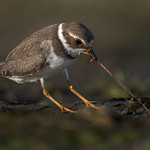 Pluvier semipalm&eacute; | Baie Missisquoi | Saint-Armand, Qu&eacute;bec