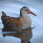 Water rail