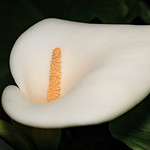 &ldquo;I intend to live forever, or die trying&rdquo; - Groucho Marx