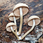 Common stump brittlestem