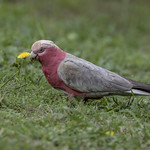 Galah