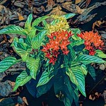 Soulis: Egyptian Star Clusters