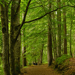 Woodland near Invermoriston, Scotland