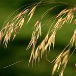 Weeping in the Sunlight. (In Explore 9th October 2022)