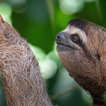 Wild Sloth 2