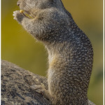 Ground-Squirrel_09