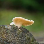 Flat Oysterling (Crepidotus applanatus)