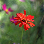 The Beauty Of Flowers...