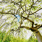 Alowyn Garden by Sony A7RIV + FE 14mm f1.8 GM