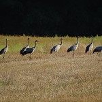 Common crane (Grus grus), Polesie, Poland