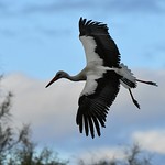 Cigogne Blanche