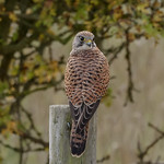 Female Kestrel