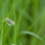ORANGE TIP