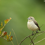 Nilgiri Flowerpecker