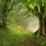 Walking among old giants ( Explore )