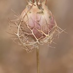 Love-In-A-Mist - Nigella damascena