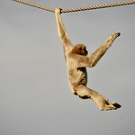 Lar Gibbon swinging