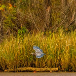 2022.11.06.0327.Z7ii Great Blue Heron on the James River