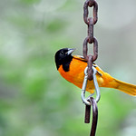 Baltimore oriole