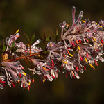 Petrophile biloba- Granite Petrophile