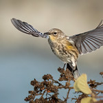 Audubon's Yellow-rumped Warbler (Setophaga coronata)
