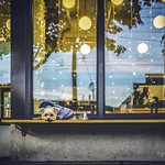 11.15.2022: just chillin'🍦