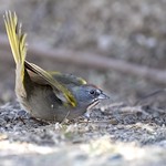 Green-tailed Towhee (Pipilo chlorurus)
