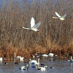 tundra swans near Brownsville MN 116A7314
