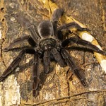 Tarantula
