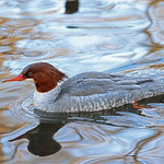 Scaly-sided Merganser
