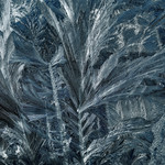 Frost feathers