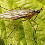 Dance Flies (Empis trigramma)