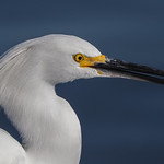 Snowy Egret !