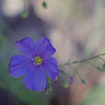 Linum narbonense 😊 (flower portrait by Staeble-Kata)