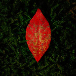 Red Leaf on Moss