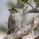 P e r f e c t P o s e