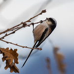 Schwanzmeise - Long-tailed Tit - Aegithalos caudatus