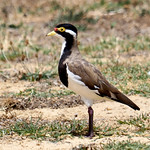 Banded Lapwing (Vanellus tricolor)