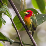 Male Red-headed Barbet (Eubucco bourcierii)