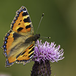 Small Tortoiseshell