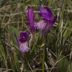 Arethusa bulbosa - flower and bud