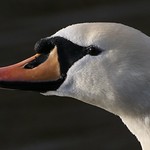 Mute Swan - Cygnus olor 241222 (3)