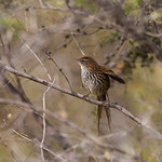 Fernbird Bowdleria punctata