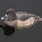 Tufted Duck