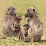 Chacma Baboons in Kruger NP