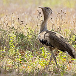 Australian Bustard (Ardeotis australis) - 20221015-07